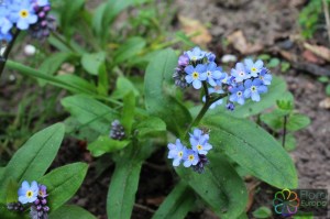 Myosotis sylvatica (1)